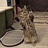 cat, kitten, standing, playful, fur, indoor, floor, rug, household_items, curious, tabby, pet, feline, whiskers, ears, paws, gray, fluffy, young, cute