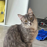 Hermès a rejoint le concours — aidez-le/la à gagner de superbes lots ! cat, gray_cat, tabby, indoor, floor, clothing, yellow_eyes, curious, pet, feline, fur, whiskers, cabinet, yellow_object, blue_clothing, tilted_head, domestic_animal, closeup, sitting, tile_floor