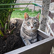 Mala participe au concours pour gagner de l'argent avec cette photo : animal, brick_wall, cat, closeup, daylight, ear, eyes, fence, garden, greenery, nature, outdoor, pet, plant, planter, relaxed, resting, soil, tabby_cat, whiskers