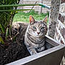animal, brick_wall, cat, closeup, daylight, ear, eyes, fence, garden, greenery, nature, outdoor, pet, plant, planter, relaxed, resting, soil, tabby_cat, whiskers