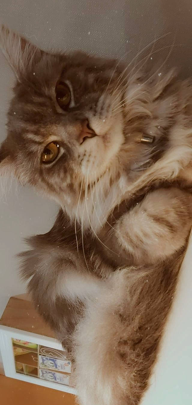 Pearl participe au concours pour gagner de l'argent avec cette photo : american_curl, asian_semi_longhair, british_longhair, british_semi_longhair, carnivore, cat, close_up, domestic_long_haired_cat, ear, eye, fawn, felidae, fur, norwegian_forest_cat, nose, persian, siberian, small_to_medium_sized_cats, snout, whiskers