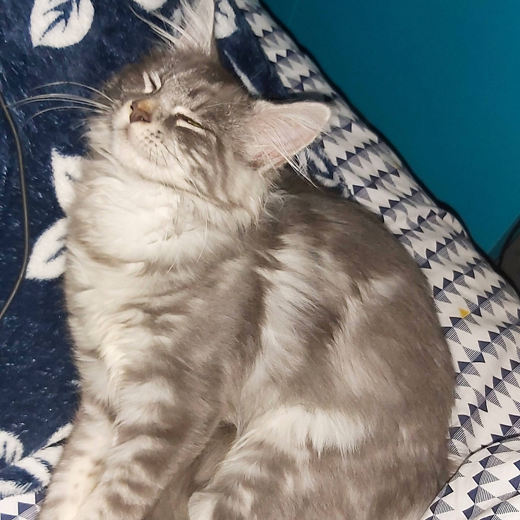 Pearl participe au concours pour gagner de l'argent avec cette photo : american_bobtail, asian, asian_semi_longhair, british_semi_longhair, carnivore, cat, cymric, domestic_long_haired_cat, european_shorthair, felidae, fur, kitten, maine_coon, mammal, norwegian_forest_cat, ragamuffin, siberian, small_to_medium_sized_cats, vertebrate, whiskers