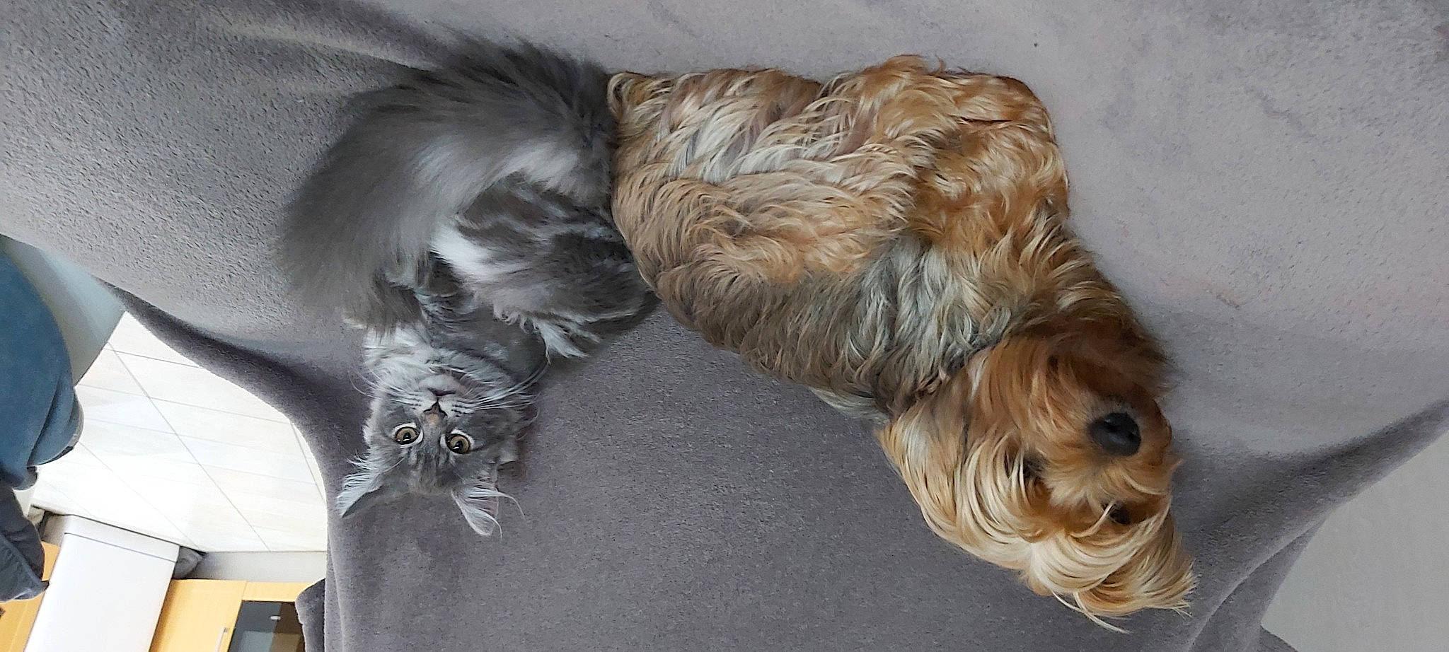 Pearl a rejoint le concours — aidez-le/la à gagner de superbes lots ! canidae, carnivore, catalan_sheepdog, dog, dog_breed, fur, glen_of_imaal_terrier, irish_soft_coated_wheaten_terrier, lhasa_apso, small_terrier, sporting_group, tail, terrier, tibetan_terrier