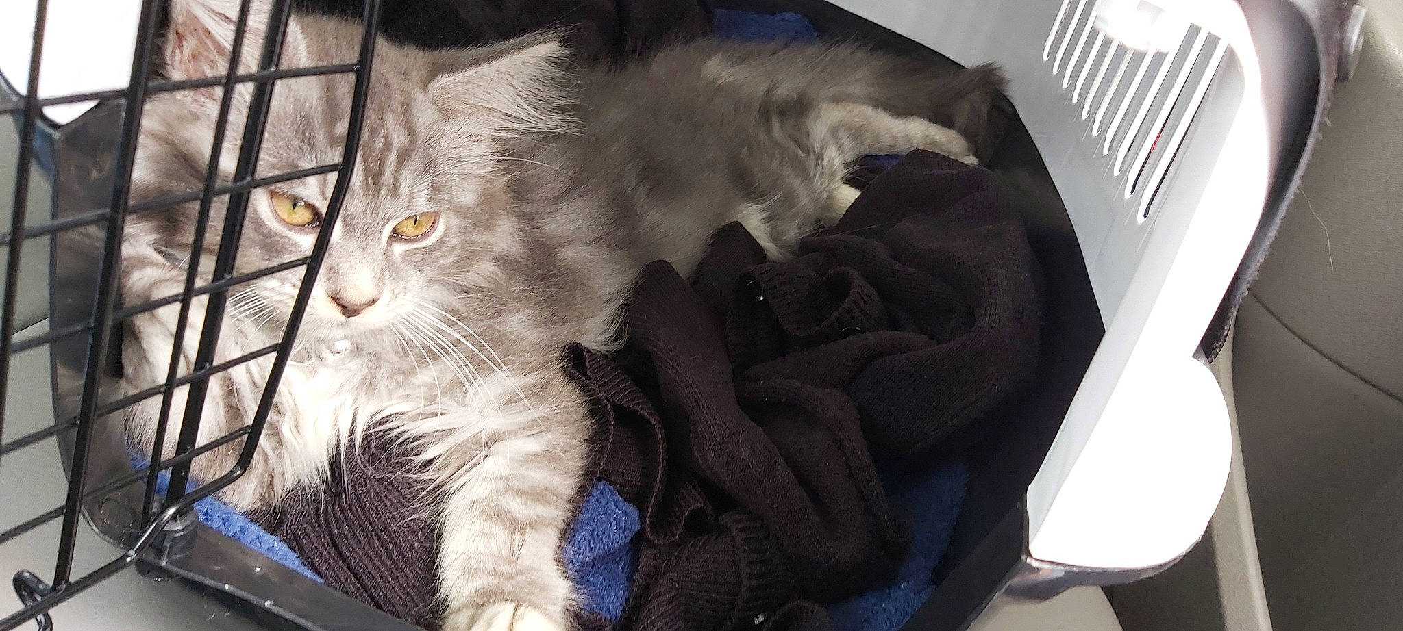 Pearl a rejoint le concours — aidez-le/la à gagner de superbes lots ! carnivore, cat, felidae, fur, kitten, nap, norwegian_forest_cat, small_to_medium_sized_cats, whiskers