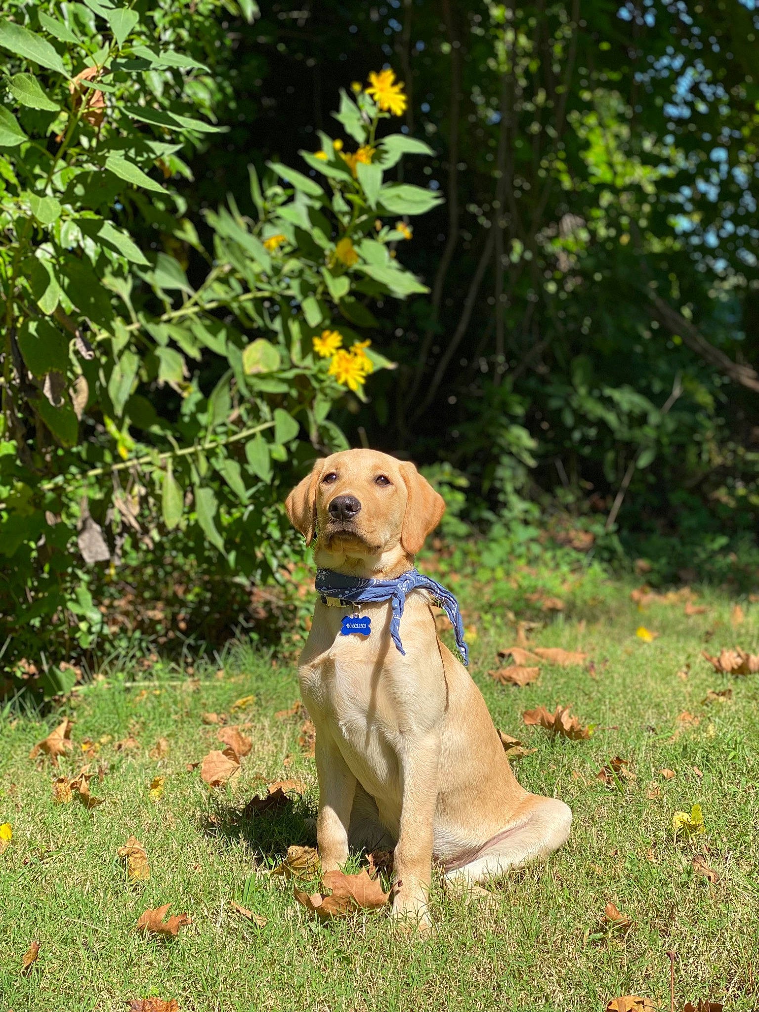 Beckett is registered to the contest to win money with this photo: art, canidae, carnivore, collar, companion_dog, dog, dog_breed, dog_collar, fawn, flower, grass, groundcover, gun_dog, liver, plant, shrub, sporting_group, tail, tree, working_animal
