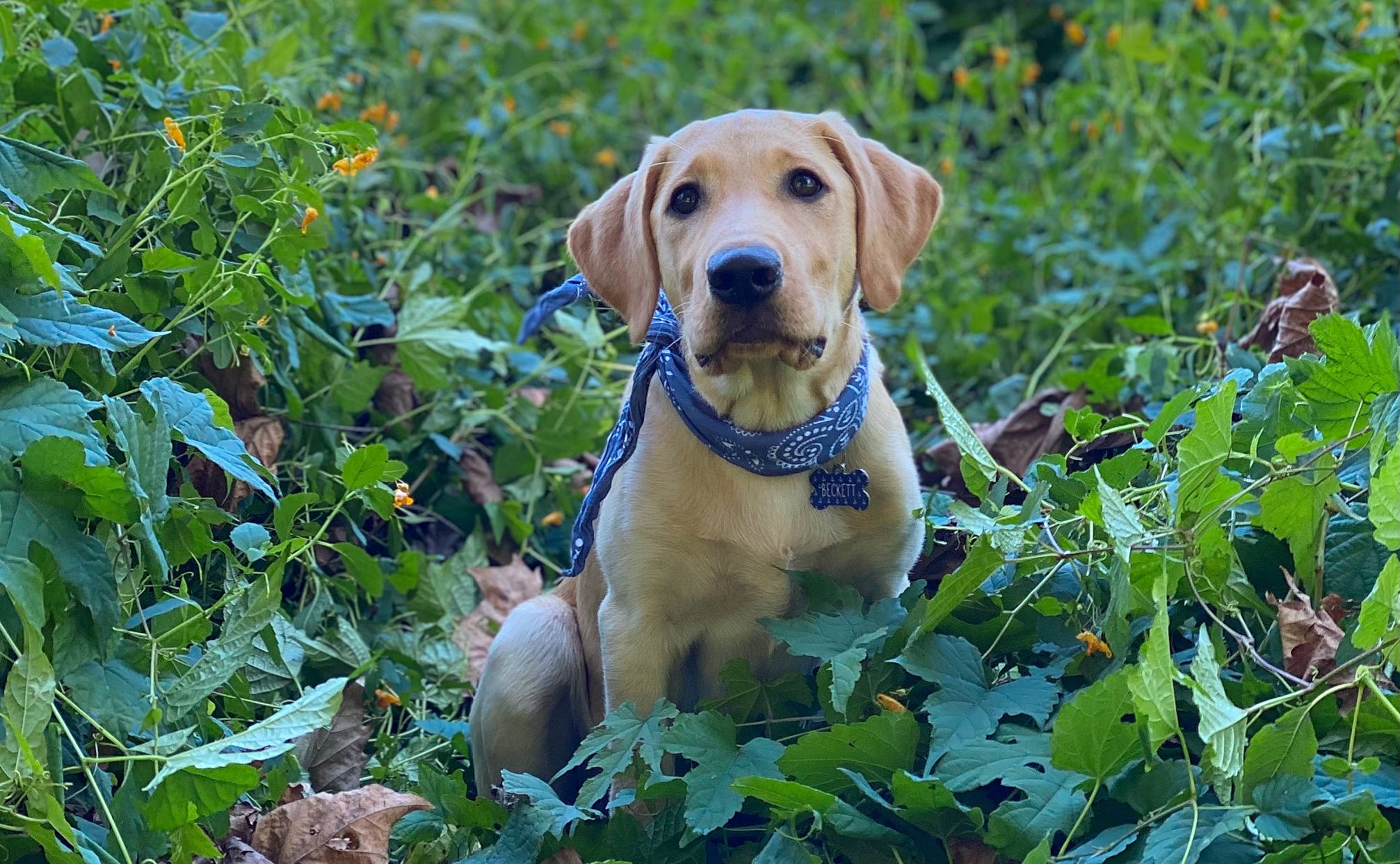Beckett joined the competition — help win amazing prizes! carnivore, companion_dog, dog, dog_breed, fawn, grass, groundcover, gun_dog, labrador_retriever, leaf, plant, retriever, shrub, snout, tail, terrestrial_animal, tree, whiskers, wildlife, working_animal