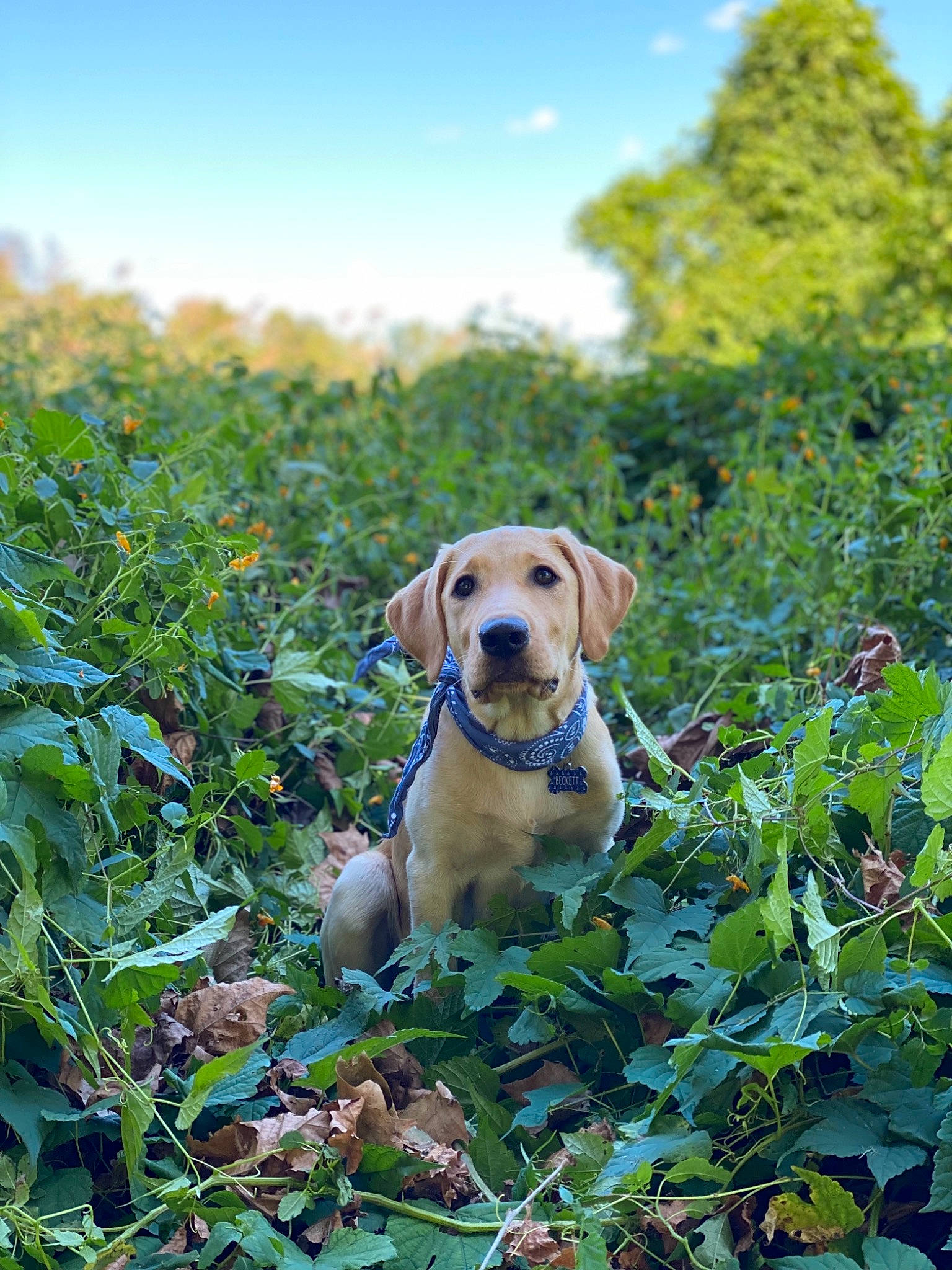 Beckett joined the competition — help win amazing prizes! carnivore, cloud, collar, companion_dog, dog, dog_breed, fawn, grass, grass_family, leaf, morning, natural_landscape, plant, prairie, sky, snout, sporting_group, sunlight, tree, working_animal