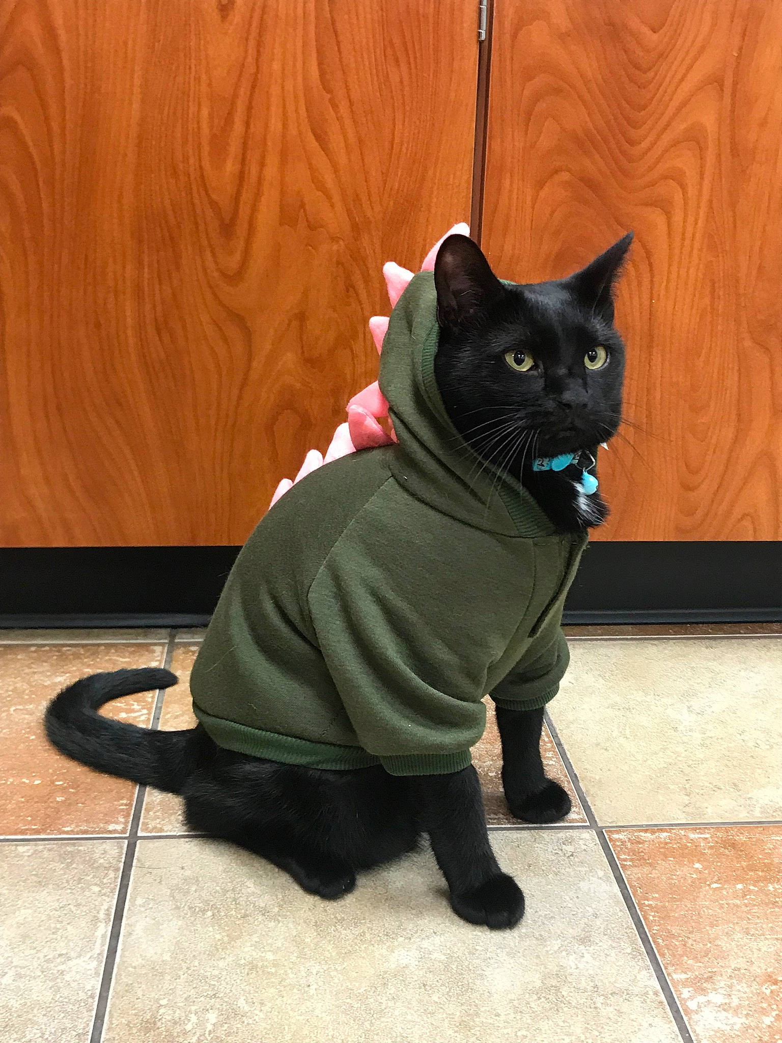 Griffin joined the competition — help win amazing prizes! black_cat, bombay, carnivore, cat, domestic_short_haired_cat, eye, felidae, floor, flooring, foot, fur, grey, head, small_to_medium_sized_cats, snout, tail, terrestrial_animal, whiskers, window, wood