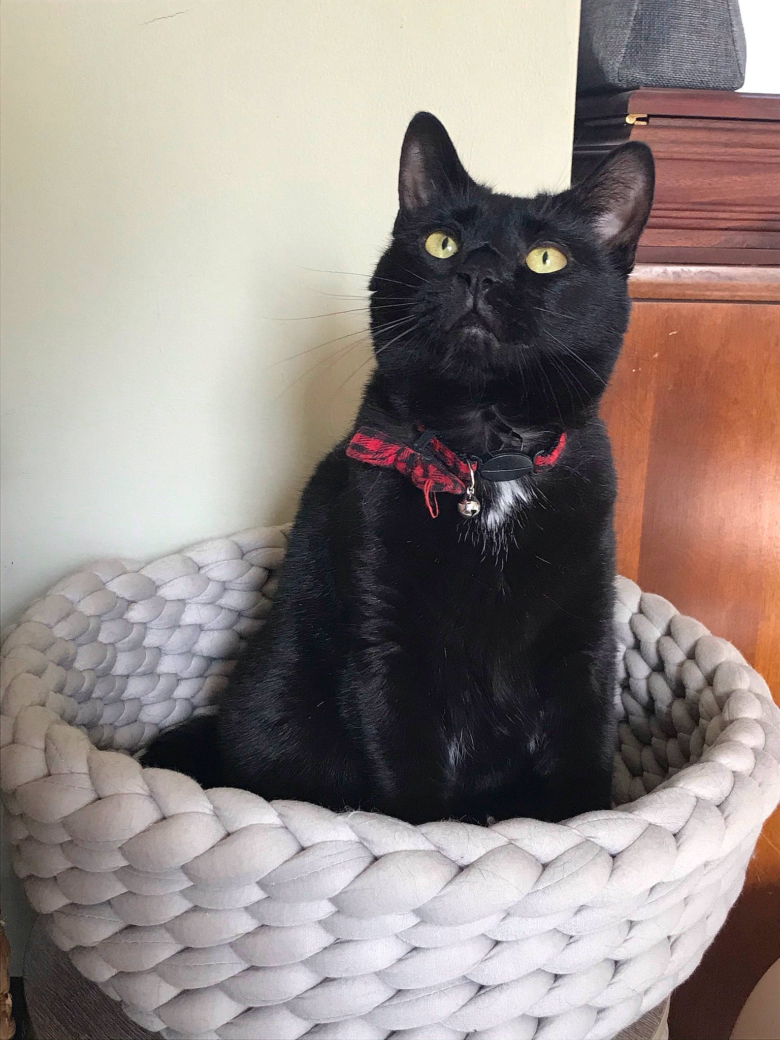 Griffin is registered to the contest to win money with this photo: basket, black_cat, bombay, carnivore, cat, cat_supply, collar, comfort, domestic_short_haired_cat, fashion_accessory, felidae, fur, grey, pattern, pet_supply, small_to_medium_sized_cats, snout, tail, whiskers, wicker