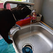 Opium a rejoint le concours — aidez-le/la à gagner de superbes lots ! cat, black_cat, sink, kitchen, faucet, water, towel, potted_plant, figurine, indoor, pet, animal, drinking, countertop, window, curtain, metal, tap, domestic, household