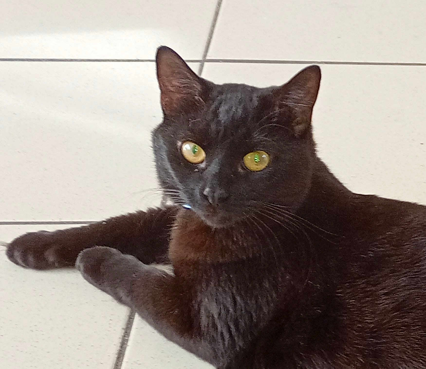 Opium participe au concours pour gagner de l'argent avec cette photo : cat, black_cat, pet, animal, feline, yellow_eyes, indoor, floor, tile, whiskers, ears, fur, lying_down, resting, looking, cute, domestic_animal, closeup, mammal, portrait