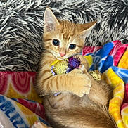 Banana joined the competition — help win amazing prizes! animal, blanket, close_up, colorful, comfort, cozy, cuddling, cute, feline, fur, indoor, kitten, orange_tabby, pet, playful, resting, sleepy, soft, toy, young