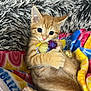 animal, blanket, close_up, colorful, comfort, cozy, cuddling, cute, feline, fur, indoor, kitten, orange_tabby, pet, playful, resting, sleepy, soft, toy, young