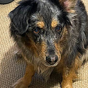 Ippie participe au concours pour gagner de l'argent avec cette photo : dog, pet, animal, fur, carpet, close_up, indoor, brown_eyes, mammal, canine, looking_up, cute, fluffy, portrait, paw, domestic_animal, companion, friendly, furry, waiting