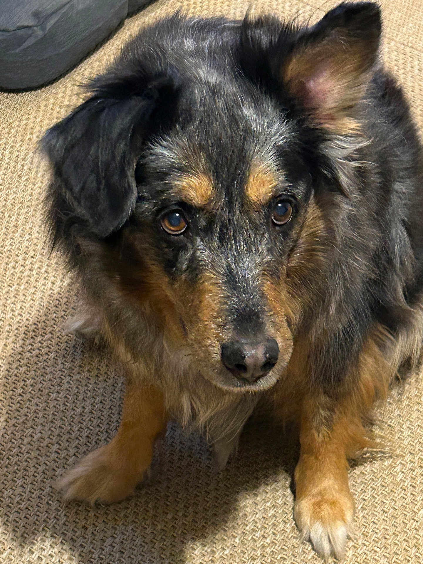 Ippie participe au concours pour gagner de l'argent avec cette photo : dog, pet, animal, fur, carpet, close_up, indoor, brown_eyes, mammal, canine, looking_up, cute, fluffy, portrait, paw, domestic_animal, companion, friendly, furry, waiting