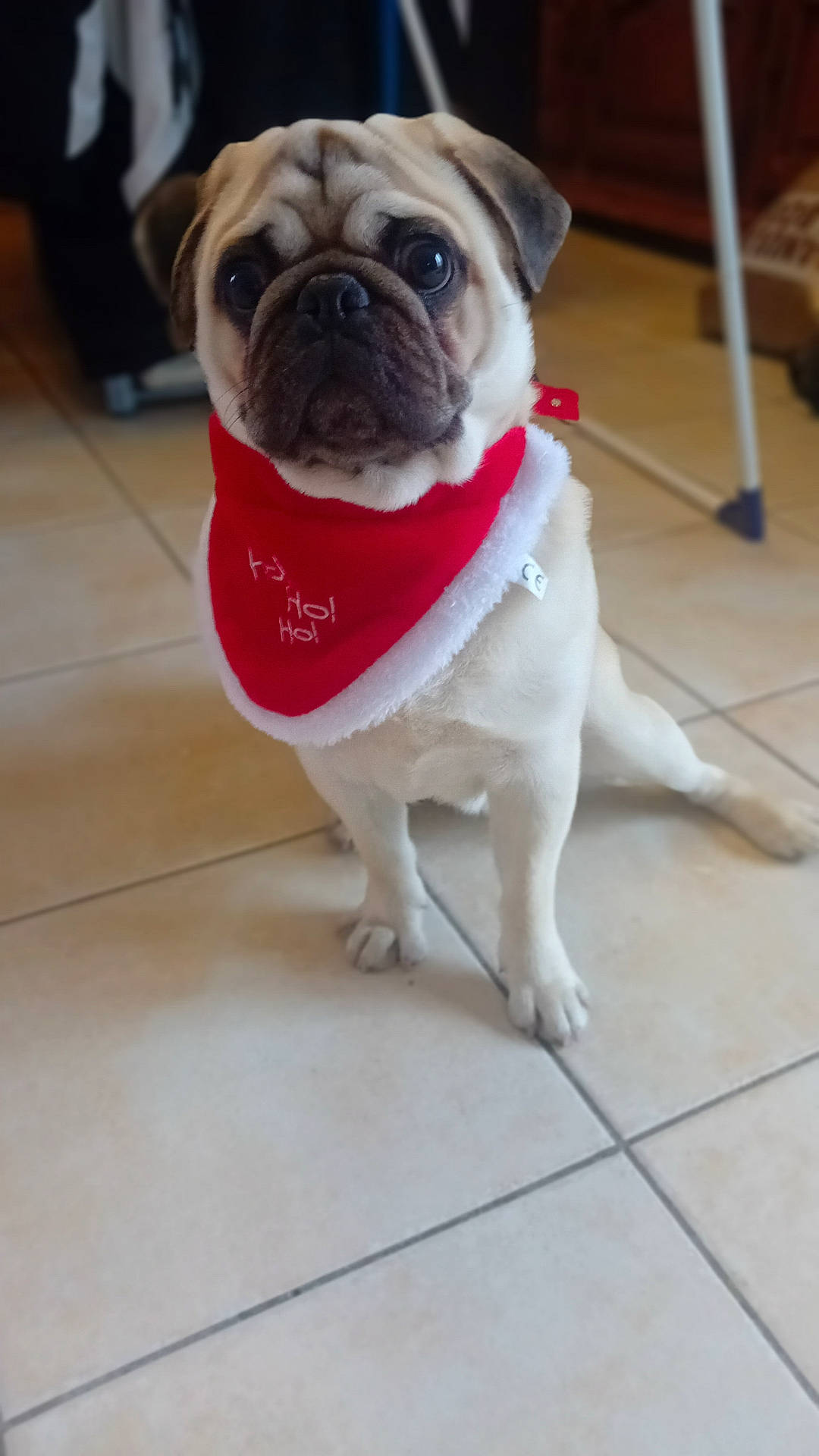 Snow a rejoint le concours — aidez-le/la à gagner de superbes lots ! accessories, adult, animal, bandana, boxer, bulldog, canine, dog, frenchbulldog, headband, hound, male, man, person, pet, pitbull, pug, puppy, strap, tile