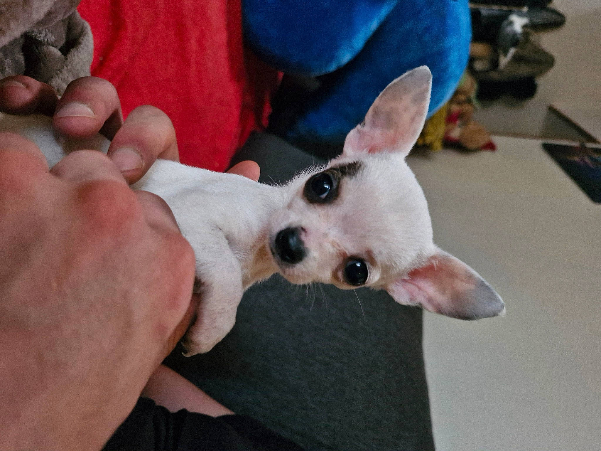 Ulya a rejoint le concours — aidez-le/la à gagner de superbes lots ! canidae, carnivore, companion_dog, dog, dog_breed, ear, fawn, felidae, fur, gesture, nail, paw, puppy, snout, sporting_group, thumb, toy_dog, whiskers, working_animal, wrist