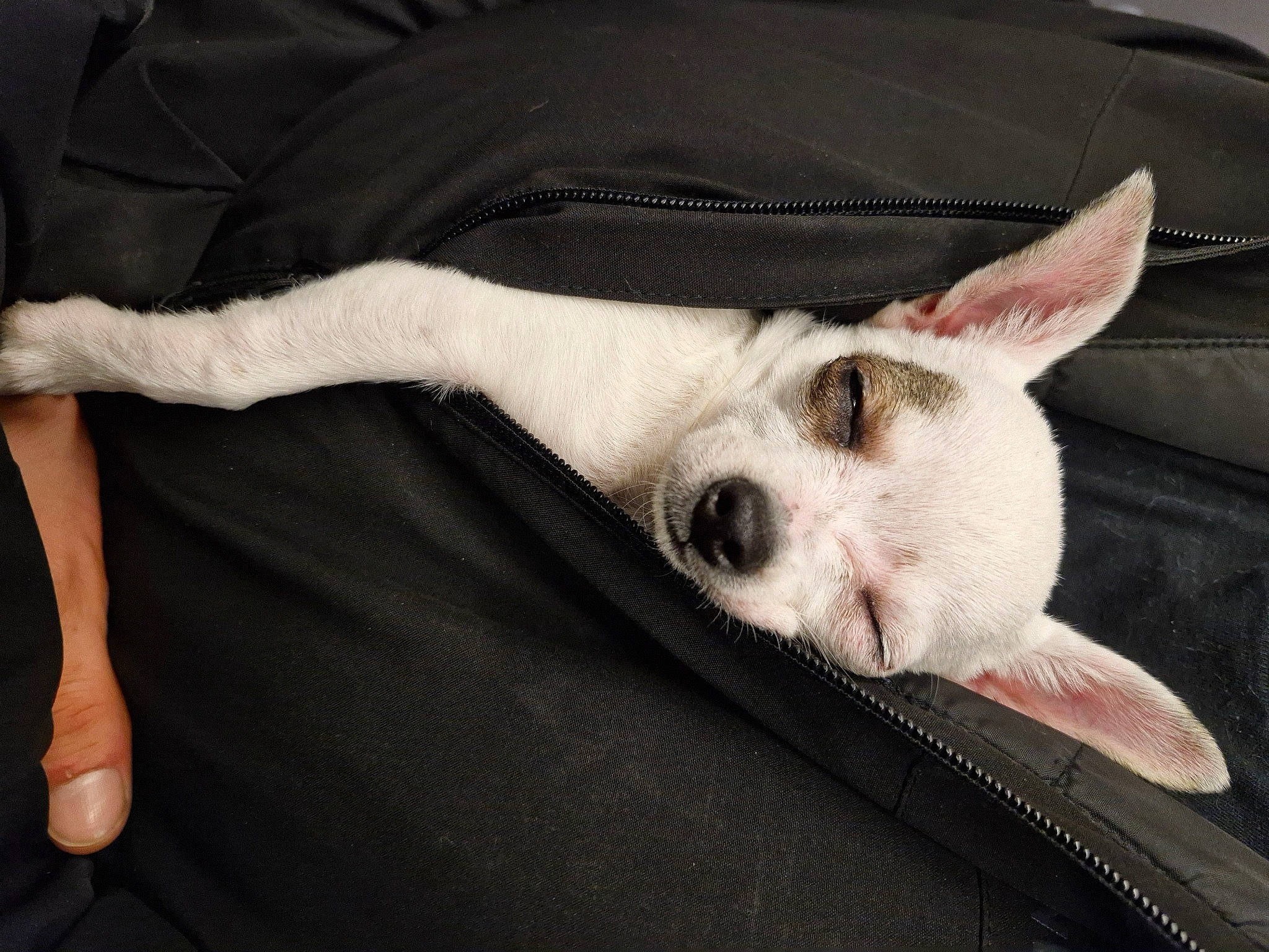 Ulya participe au concours pour gagner de l'argent avec cette photo : canidae, carnivore, comfort, companion_dog, dog, dog_breed, fur, nail, non_sporting_group, paw, sporting_group, terrestrial_animal, whiskers