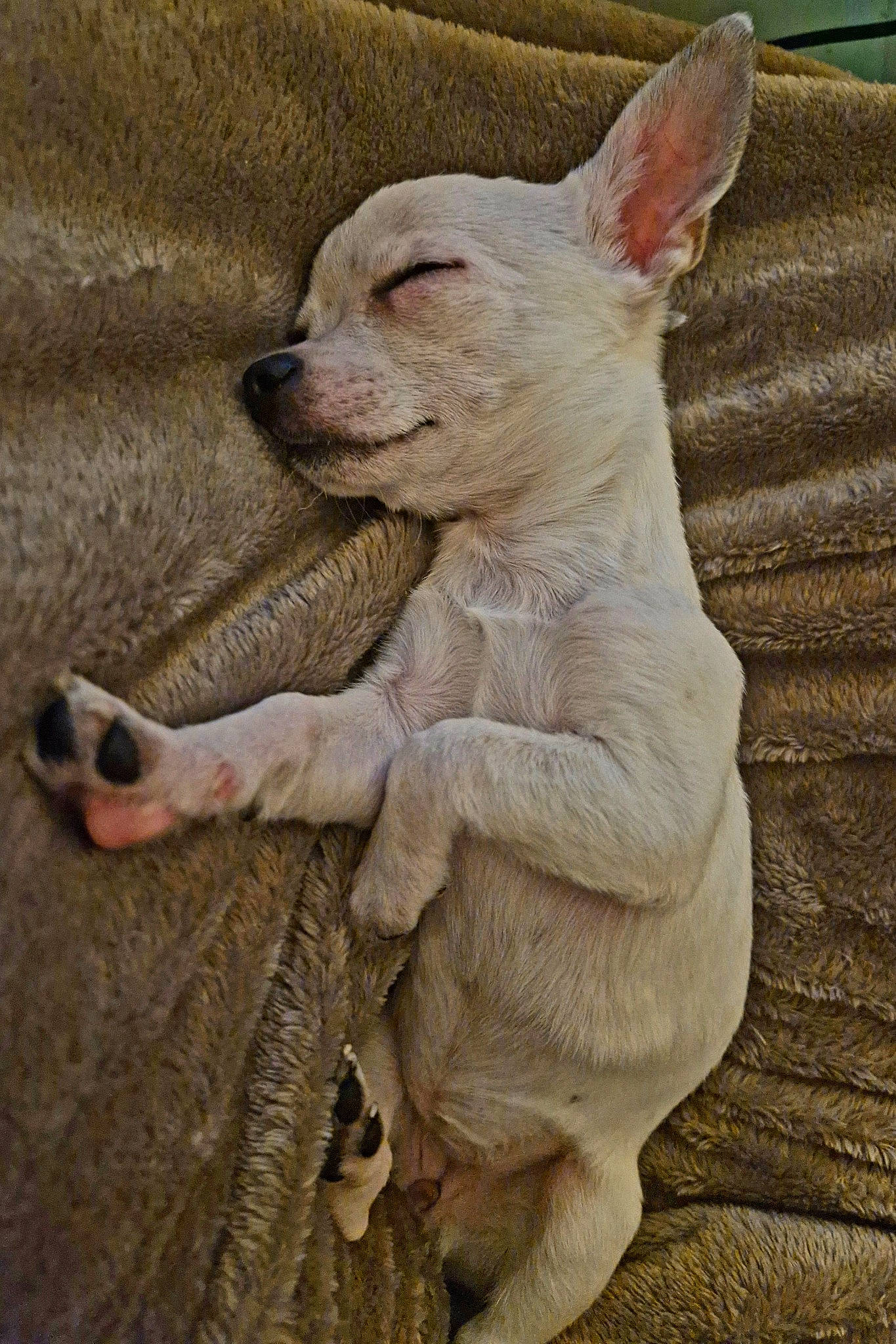 Ulya a rejoint le concours — aidez-le/la à gagner de superbes lots ! canidae, carnivore, companion_dog, dog, dog_breed, ear, fawn, fur, paw, snout, tail, terrestrial_animal, whiskers, wildlife, wood