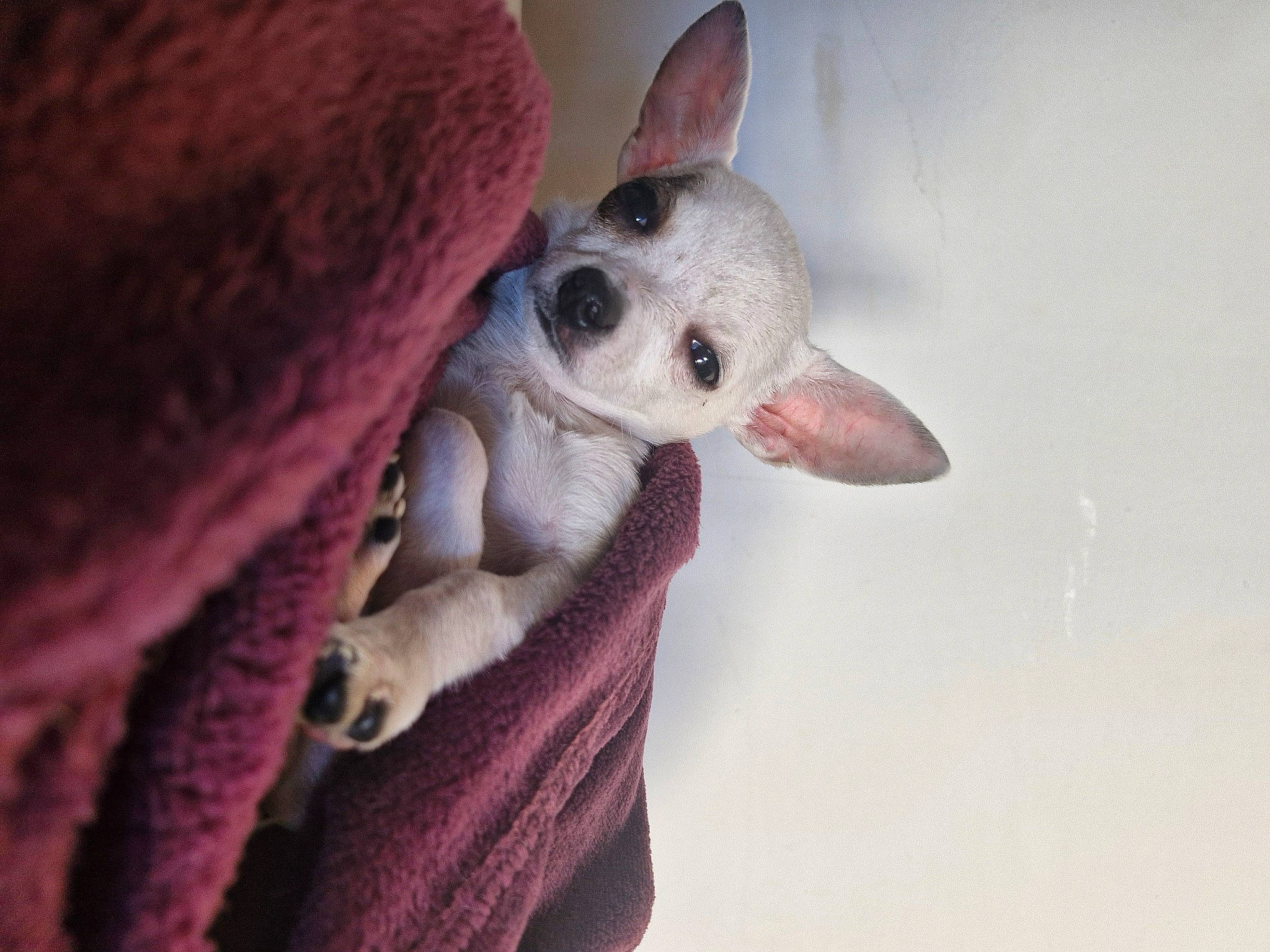 Ulya a rejoint le concours — aidez-le/la à gagner de superbes lots ! carnivore, comfort, companion_dog, dog, dog_breed, ear, eye, eyelash, fawn, fur, grey, iris, jaw, lemur, neck, snout, tail, terrestrial_animal, whiskers, wildlife