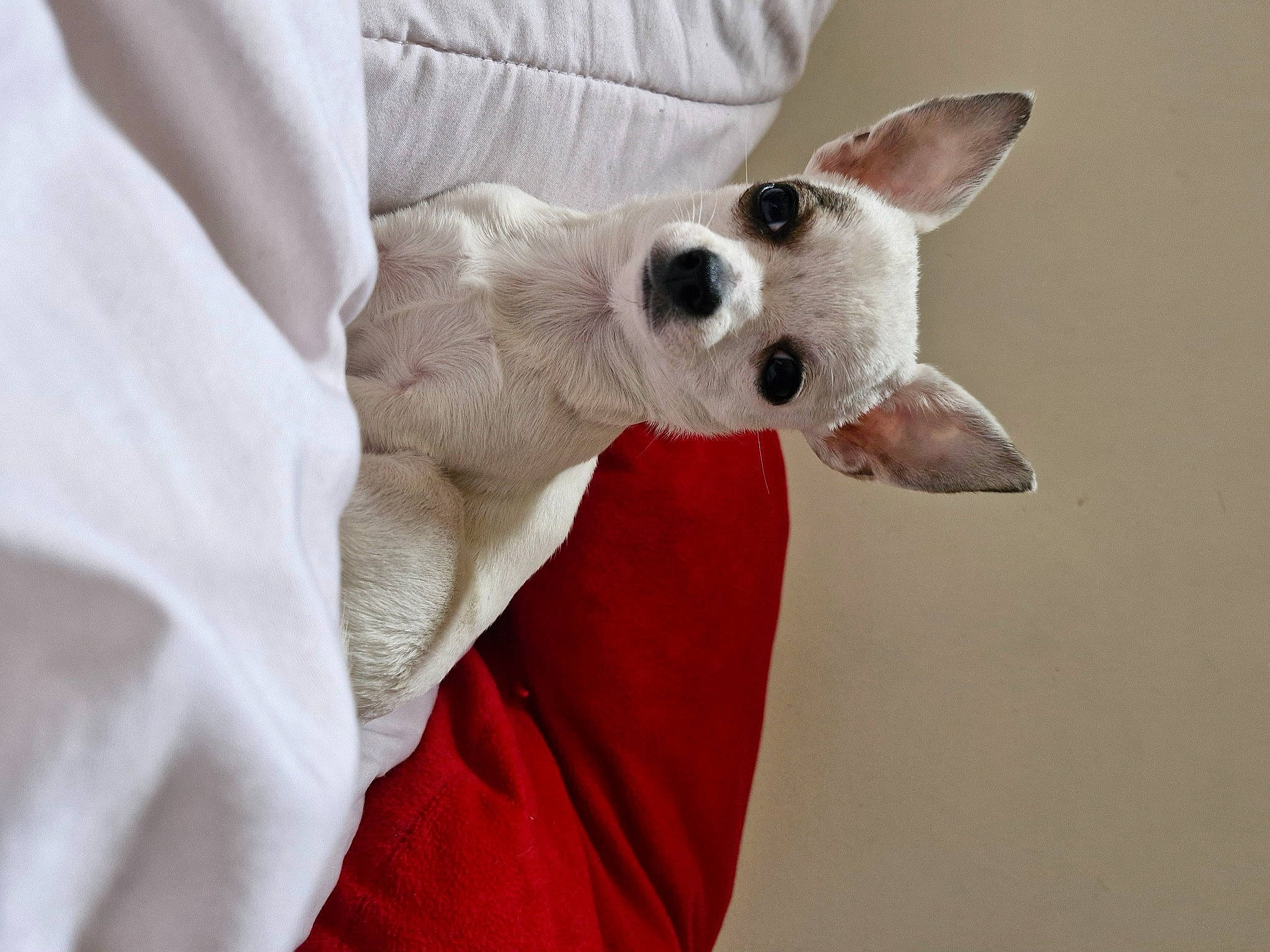 Ulya a rejoint le concours — aidez-le/la à gagner de superbes lots ! canidae, carmine, carnivore, comfort, companion_dog, dog, dog_breed, dog_supply, ear, fawn, fur, linens, non_sporting_group, pattern, paw, sleeve, snout, terrestrial_animal, toy_dog, working_animal