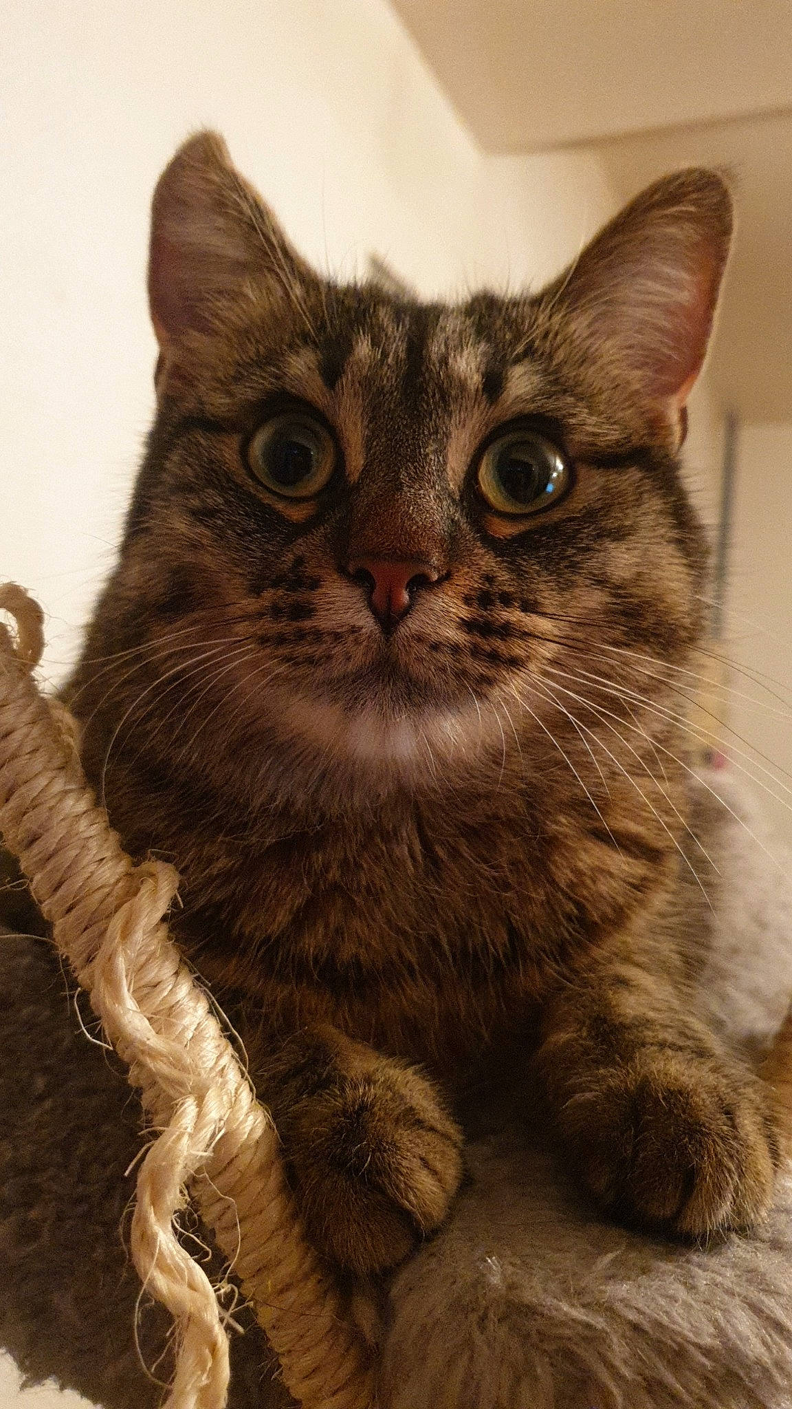 Pépite participe au concours pour gagner de l'argent avec cette photo : carnivore, cat, claw, close_up, domestic_short_haired_cat, felidae, fur, paw, small_to_medium_sized_cats, snout, tail, terrestrial_animal, whiskers, wildlife, window, wood