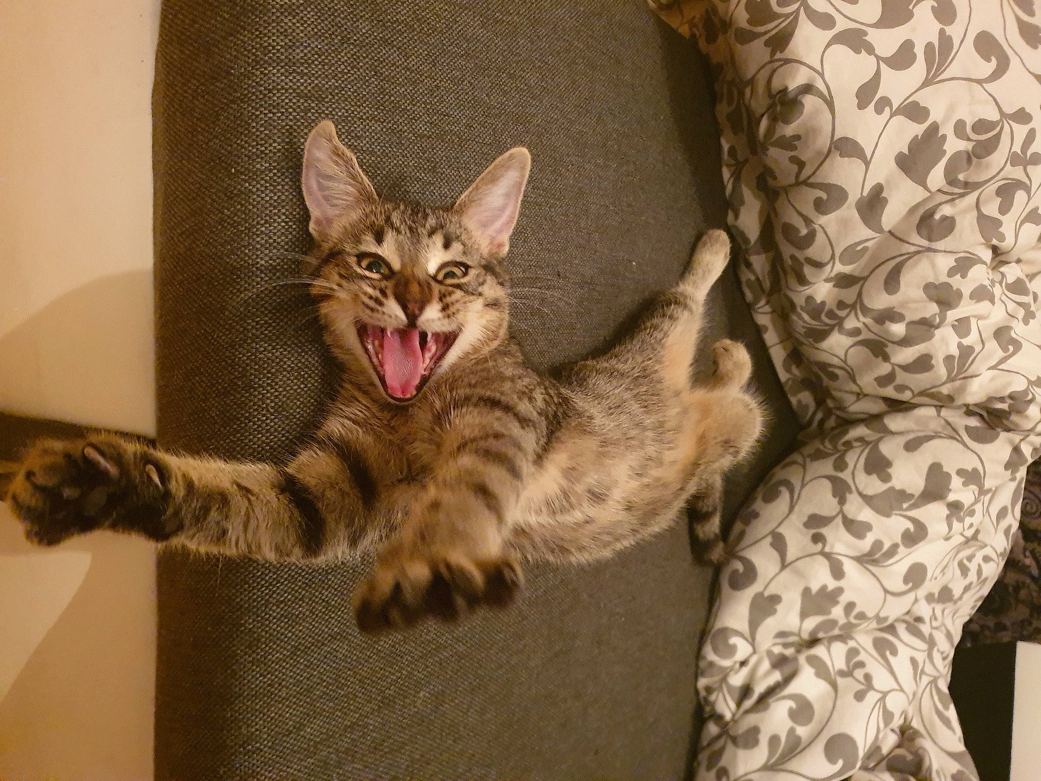 Pépite participe au concours pour gagner de l'argent avec cette photo : carnivore, cat, claw, comfort, couch, domestic_short_haired_cat, door, felidae, fur, pattern, paw, sitting, small_to_medium_sized_cats, snout, tail, whiskers, wildlife