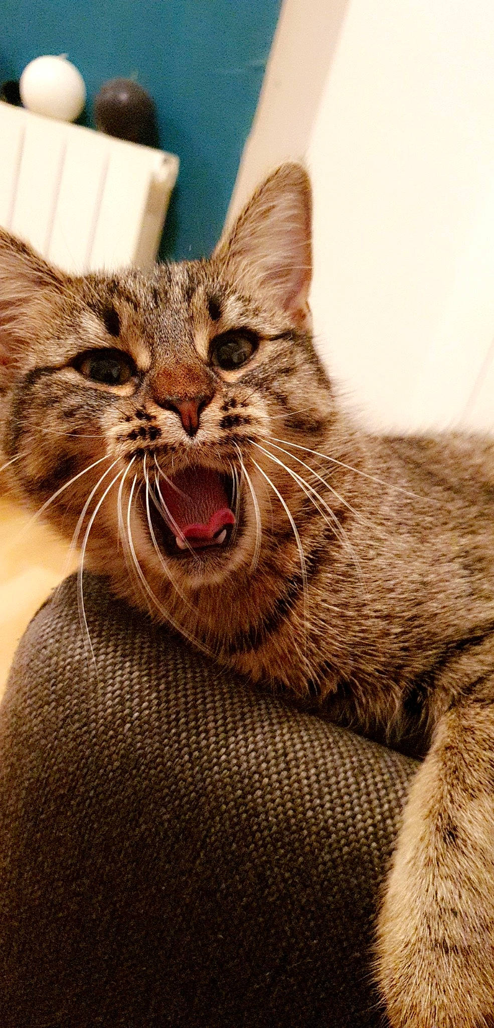 Pépite a rejoint le concours — aidez-le/la à gagner de superbes lots ! bombay, carnivore, cat, claw, domestic_short_haired_cat, fang, felidae, fur, jaw, paw, small_to_medium_sized_cats, snout, terrestrial_animal, tooth, whiskers, wildlife, window, yawn