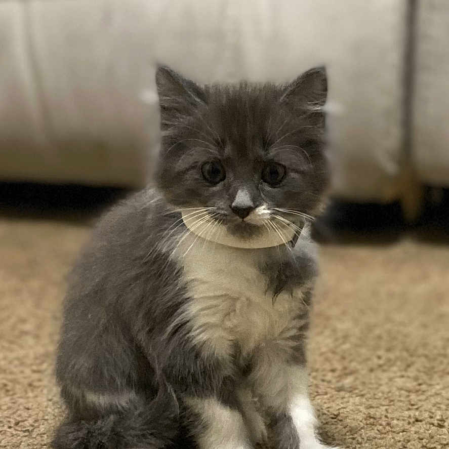 Kitty is registered to the contest to win money with this photo: abyssinian, animal, cat, kitten, manx, pet, siamese, snout