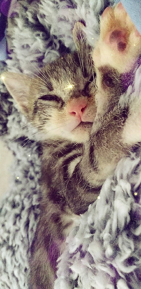 Stoney is registered to the contest to win money with this photo: carnivore, cat, claw, comfort, domestic_short_haired_cat, ear, eyelash, felidae, fur, gesture, grass, happy, meteorological_phenomenon, pattern, paw, plant, small_to_medium_sized_cats, snout, tail, whiskers