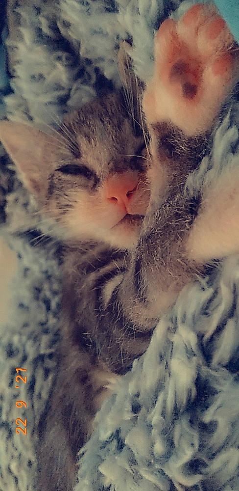 Stoney joined the competition — help win amazing prizes! carnivore, cat, claw, cloud, domestic_short_haired_cat, felidae, fur, gesture, grass, happy, meteorological_phenomenon, mountain, paw, plant, selfie, sky, small_to_medium_sized_cats, snout, tail, whiskers