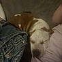 Von is registered to the contest to win money with this photo: arm, blanket, brown_and_white, close_up, couch, cozy, denim, dog, fur, indoor, jeans, living_room, low_light, person_leg, pet, relaxed, resting, sleeping, snout, soft_texture