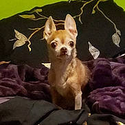 Baby is registered to the contest to win money with this photo: dog, chihuahua, small_dog, pet, animal, sitting, bed, blanket, pillow, indoors, surprised_expression, big_eyes, fur, brown_fur, pattern, green_wall, purple_blanket, closeup, portrait, cozy