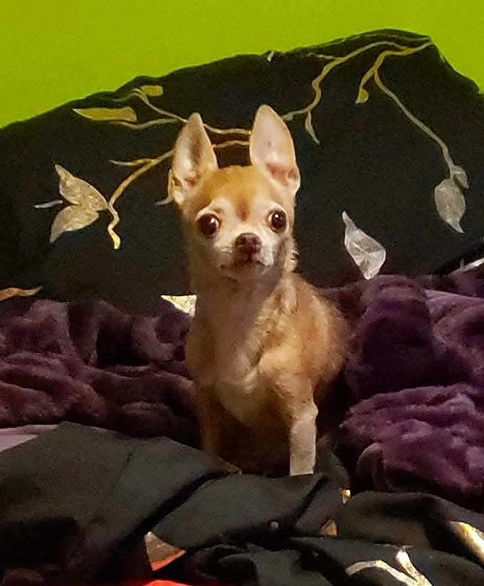 Baby is registered to the contest to win money with this photo: dog, chihuahua, small_dog, pet, animal, sitting, bed, blanket, pillow, indoors, surprised_expression, big_eyes, fur, brown_fur, pattern, green_wall, purple_blanket, closeup, portrait, cozy