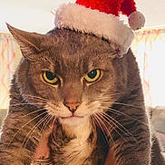 Dusty is registered to the contest to win money with this photo: animal, bracelet, cat, christmas, close_up, cute, domestic_cat, expression, feline, fur, gray_cat, hand, holiday, indoor, pet, portrait, santa_hat, tabby_cat, whiskers, yellow_eyes