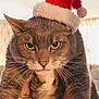 animal, bracelet, cat, christmas, close_up, cute, domestic_cat, expression, feline, fur, gray_cat, hand, holiday, indoor, pet, portrait, santa_hat, tabby_cat, whiskers, yellow_eyes