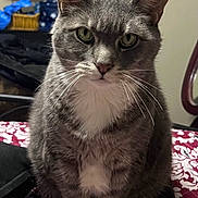 Dusty is registered to the contest to win money with this photo: cat, grey_tabby, white_paws, white_chest, sitting, indoor, bedspread, patterned_blanket, whiskers, fur, pet, animal, domestic_cat, looking_at_camera, feline, household, shelf, mugs, bulletin_board, serious_expression