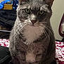 cat, grey_tabby, white_paws, white_chest, sitting, indoor, bedspread, patterned_blanket, whiskers, fur, pet, animal, domestic_cat, looking_at_camera, feline, household, shelf, mugs, bulletin_board, serious_expression