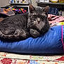 Dusty is registered to the contest to win money with this photo: animal, blue, cat, closeup, colorful, cozy, cushion, domestic_cat, fabric, feline, fur, gray_tabby, household_items, indoor, patterned_rug, pet, pink_trim, relaxed, resting, whiskers