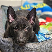 Chance participe au concours pour gagner de l'argent avec cette photo : dog, puppy, black_dog, pet, dog_bed, blanket, ears, nose, eyes, closeup, portrait, indoor, tiled_floor, cozy, resting, looking_at_camera, fur, whiskers, shallow_depth_of_field, patterned_bed