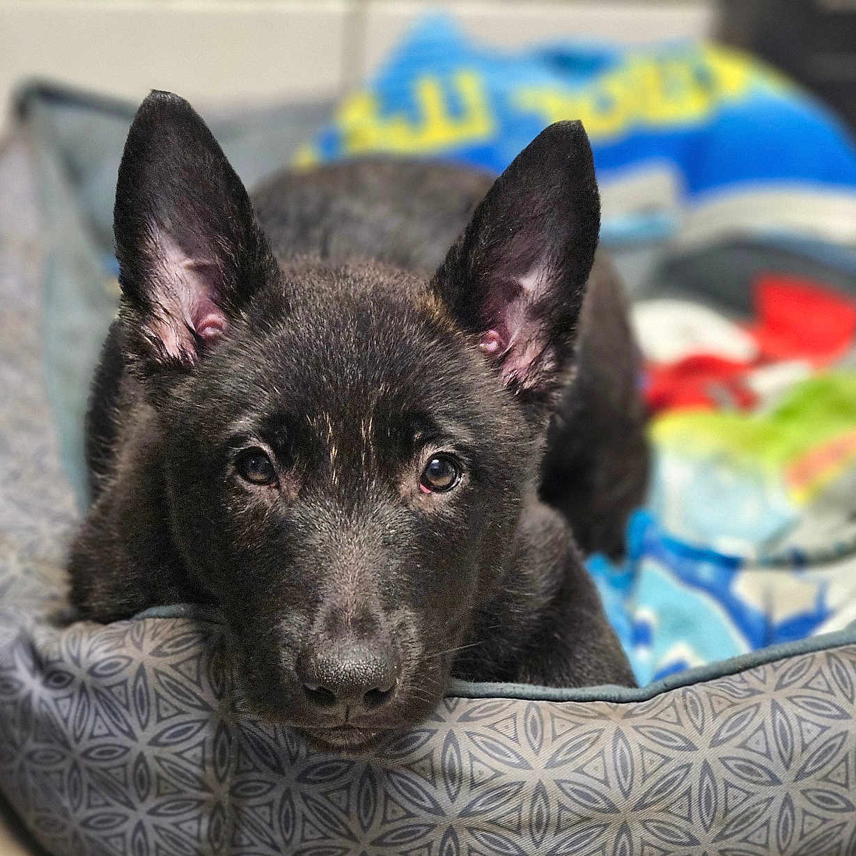 Chance participe au concours pour gagner de l'argent avec cette photo : black_dog, blanket, closeup, cozy, dog, dog_bed, ears, eyes, fur, indoor, looking_at_camera, nose, patterned_bed, pet, portrait, puppy, resting, shallow_depth_of_field, tiled_floor, whiskers