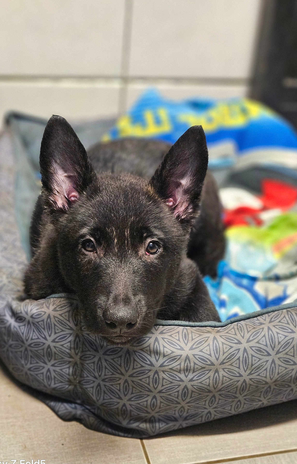 Chance participe au concours pour gagner de l'argent avec cette photo : dog, puppy, black_dog, pet, dog_bed, blanket, ears, nose, eyes, closeup, portrait, indoor, tiled_floor, cozy, resting, looking_at_camera, fur, whiskers, shallow_depth_of_field, patterned_bed