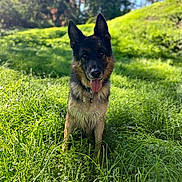 Mabrouk participe au concours pour gagner de l'argent avec cette photo : dog, german_shepherd, grass, outdoor, sunlight, nature, greenery, tongue_out, pet, animal, canine, ears_up, collar, meadow, blurred_background, daylight, happy, portrait, sitting, fur