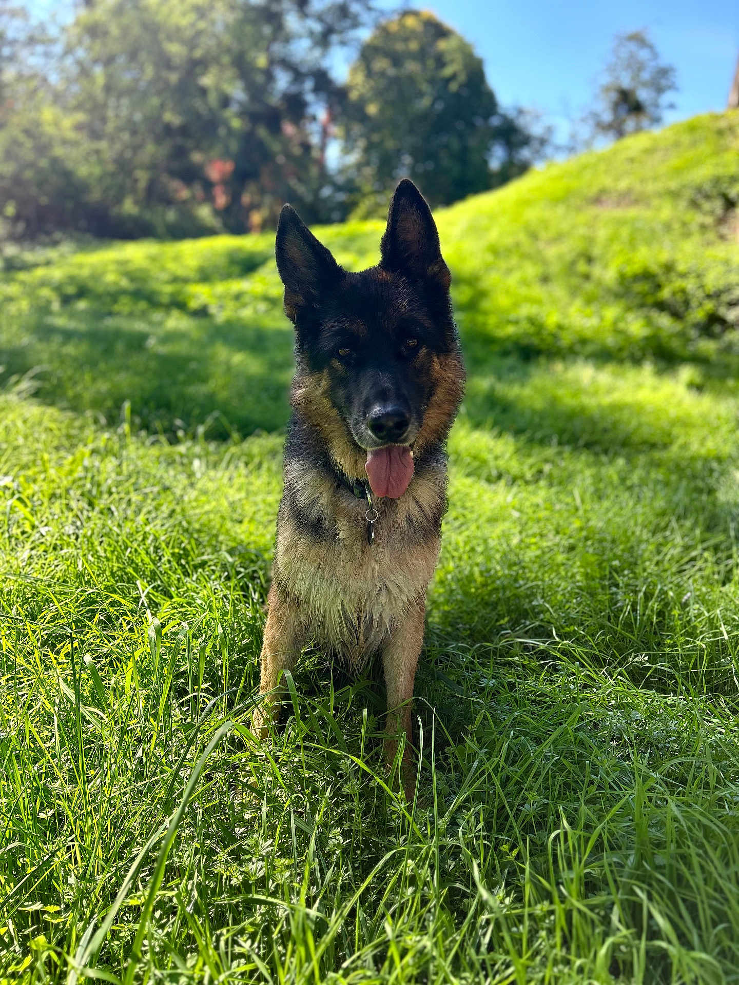 Mabrouk participe au concours pour gagner de l'argent avec cette photo : dog, german_shepherd, grass, outdoor, sunlight, nature, greenery, tongue_out, pet, animal, canine, ears_up, collar, meadow, blurred_background, daylight, happy, portrait, sitting, fur