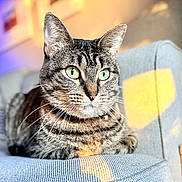 Ophelia is registered to the contest to win money with this photo: cat, tabby_cat, green_eyes, whiskers, couch, indoors, sunlight, relaxed, pet, feline, fur, close_up, domestic_animal, resting, comfortable, home_interior, texture, soft_light, animal_portrait, cozy