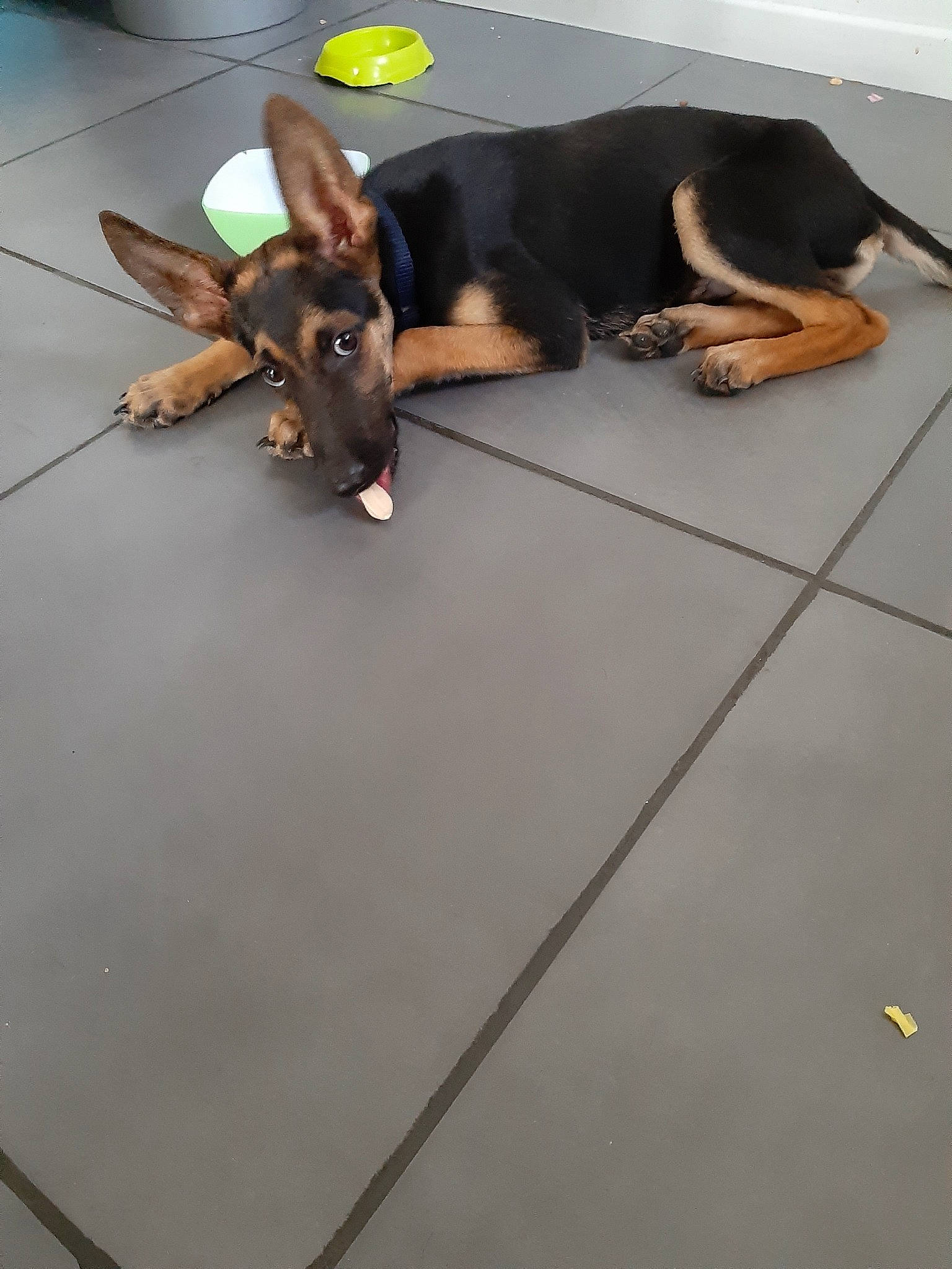 Lulu a rejoint le concours — aidez-le/la à gagner de superbes lots ! canidae, carnivore, dog, dog_breed, fawn, floor, flooring, german_shepherd_dog, mammal, prazsky_krysarik, snout, tile, working_dog