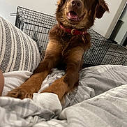 Bear joined the competition — help win amazing prizes! dog, brown_dog, pet, animal, portrait, sitting, happy, smiling, open_mouth, floppy_ears, long_fur, red_collar, bed, bedroom, blanket, bedding, wire_crate, indoors, home, photography