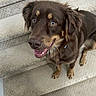 Bear joined the competition — help win amazing prizes! dog, puppy, brown_dog, long_hair, floppy_ears, blue_eyes, happy, smiling, tongue, teeth, sitting, stairs, indoor, portrait, pet, companion_animal, fur, collar, close_up, staircase