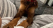 Bear is registered to the contest to win money with this photo: dog, brown_dog, fluffy, pet, animal, portrait, happy, smiling, open_mouth, red_collar, bed, bedding, bedroom, wire_crate, indoor, home, long_hair, front_view, sitting, cute