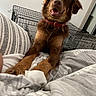 dog, brown_dog, fluffy, pet, animal, portrait, happy, smiling, open_mouth, red_collar, bed, bedding, bedroom, wire_crate, indoor, home, long_hair, front_view, sitting, cute